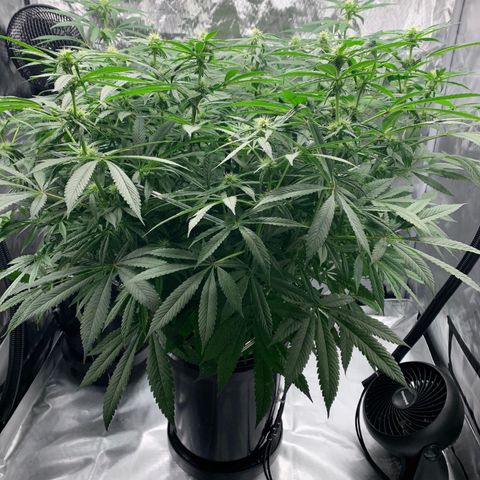 White Window growlog timeline photo