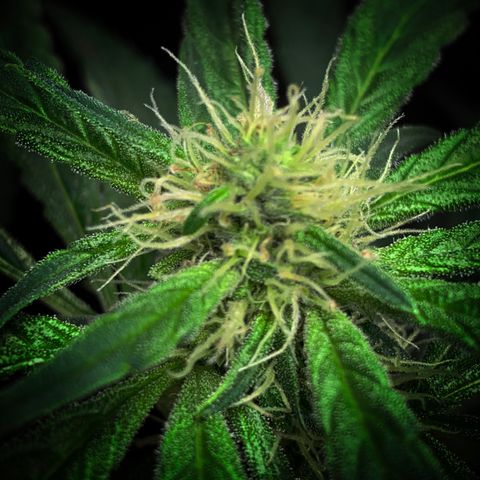 White Window growlog timeline photo