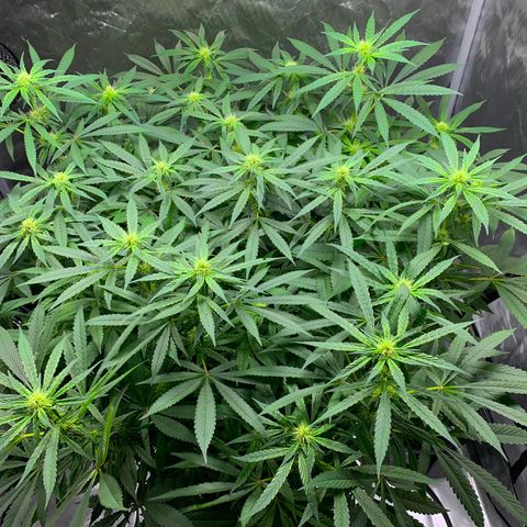 White Window growlog timeline photo