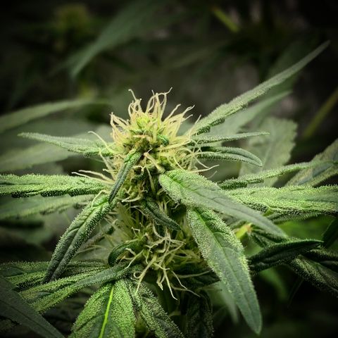 White Window growlog timeline photo