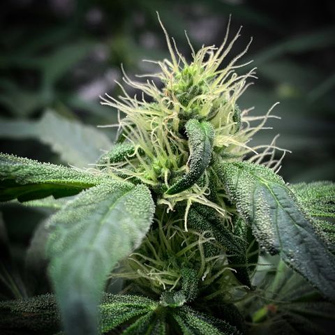 White Window growlog timeline photo