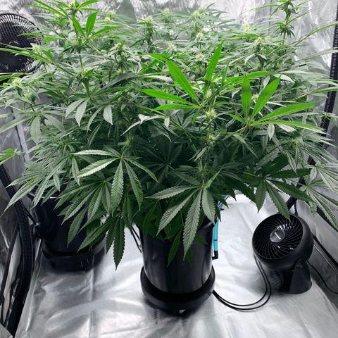 White Window growlog timeline photo