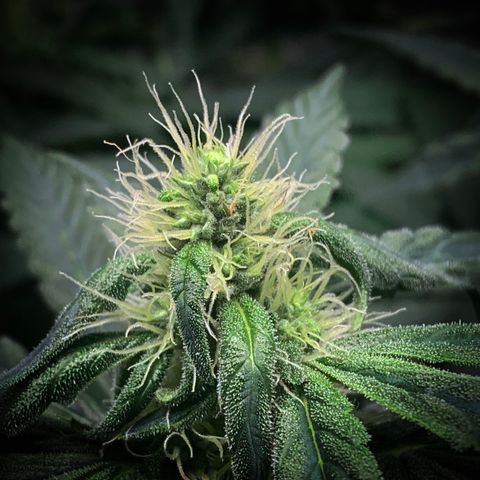 White Window growlog timeline photo