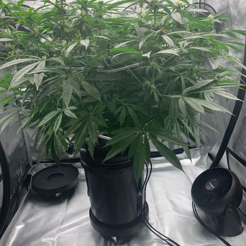White Window growlog timeline photo