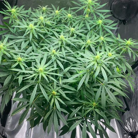 White Window growlog timeline photo