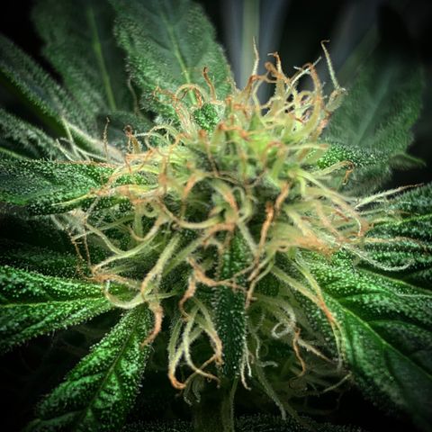 White Window growlog timeline photo