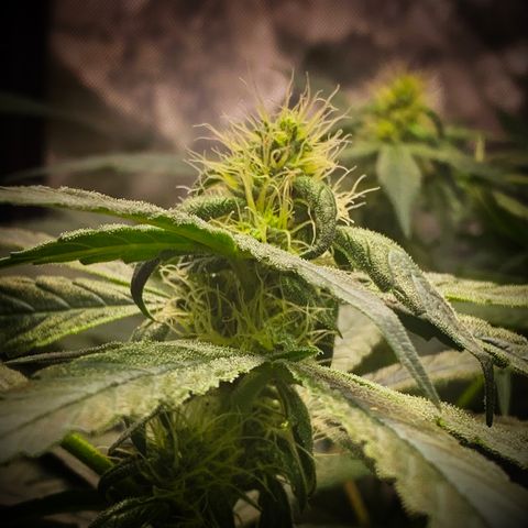 White Window growlog timeline photo