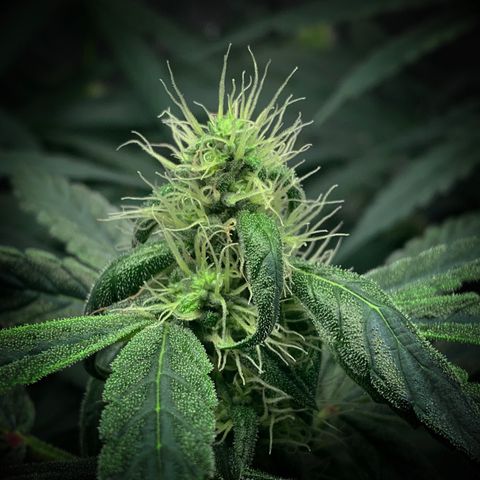 White Window growlog timeline photo
