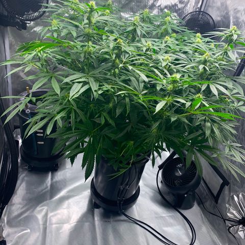 White Window growlog timeline photo