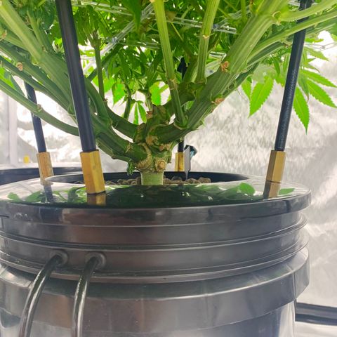 White Window growlog timeline photo