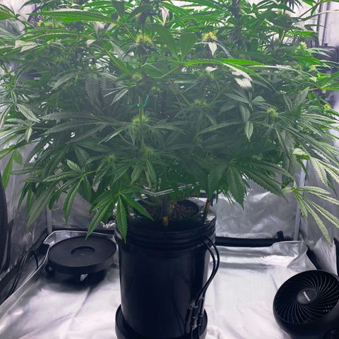 White Window growlog timeline photo