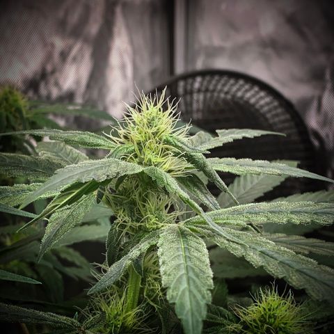 White Window growlog timeline photo