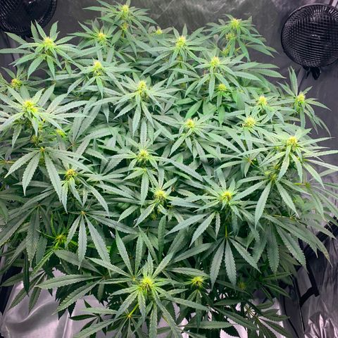White Window growlog timeline photo