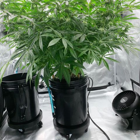 White Window growlog timeline photo