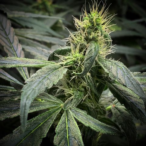 White Window growlog timeline photo