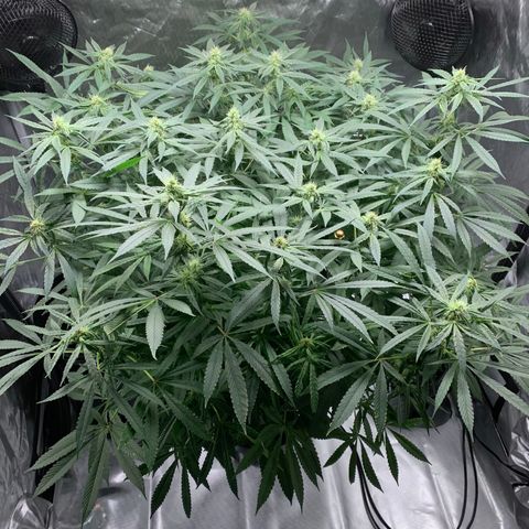 White Window growlog timeline photo
