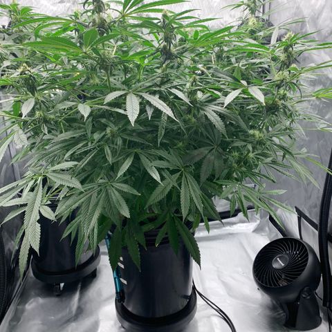 White Window growlog timeline photo