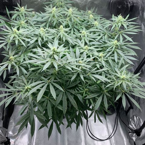 White Window growlog timeline photo