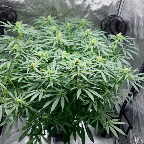 White Window growlog timeline photo