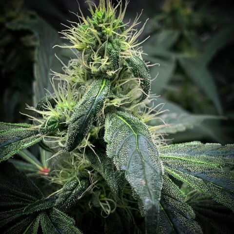 White Window growlog timeline photo