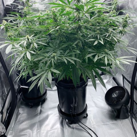 White Window growlog timeline photo