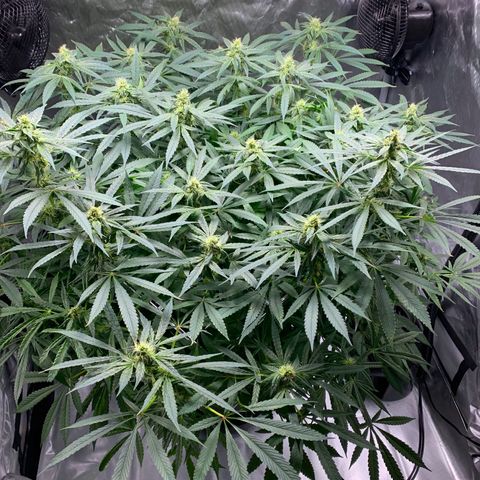 White Window growlog timeline photo
