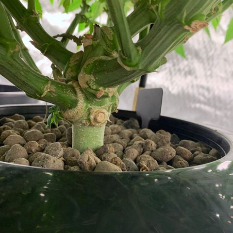 White Window growlog timeline photo