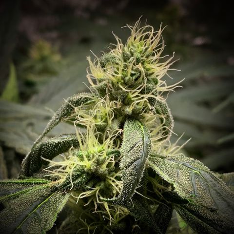 White Window growlog timeline photo