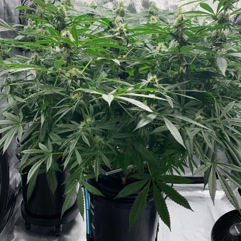 White Window growlog timeline photo