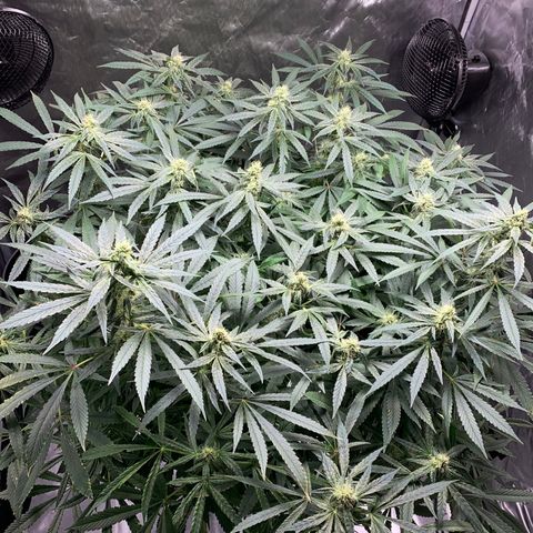 White Window growlog timeline photo