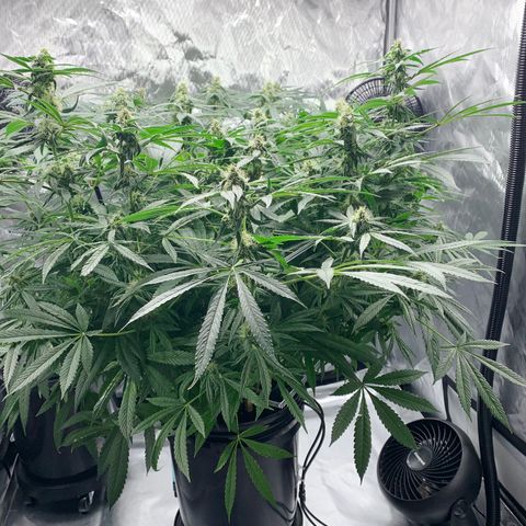 White Window growlog timeline photo