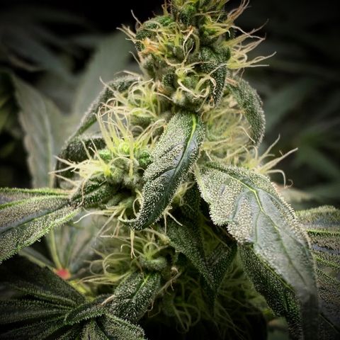 White Window growlog timeline photo