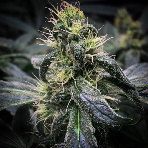 White Window growlog timeline photo