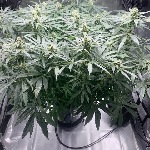 White Window growlog timeline photo
