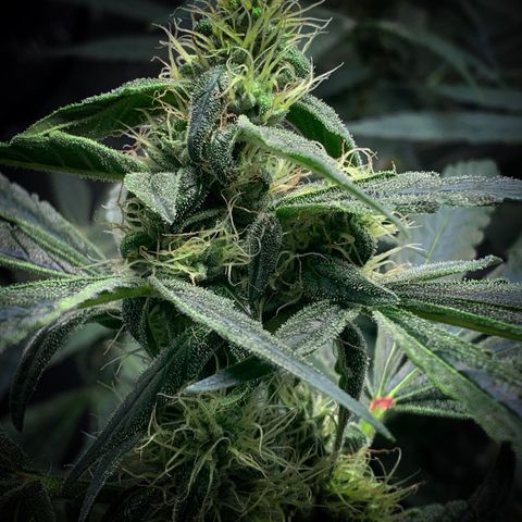 White Window growlog timeline photo