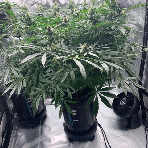 White Window growlog timeline photo