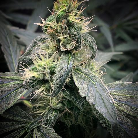 White Window growlog timeline photo
