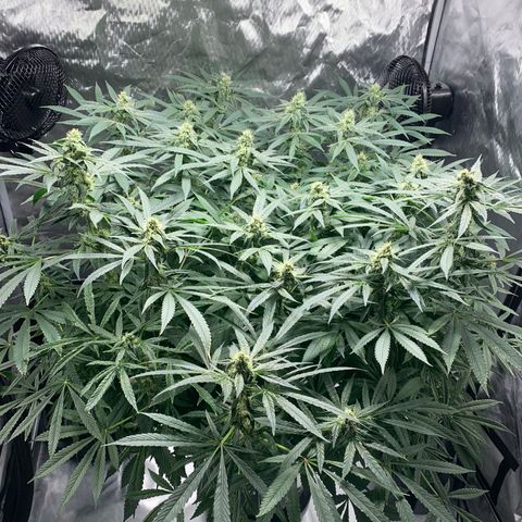 White Window growlog timeline photo