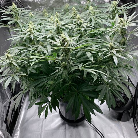 White Window growlog timeline photo