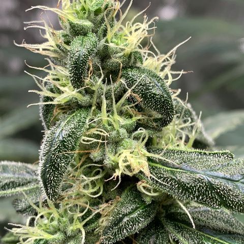 White Window growlog timeline photo