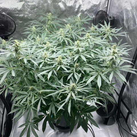 White Window growlog timeline photo