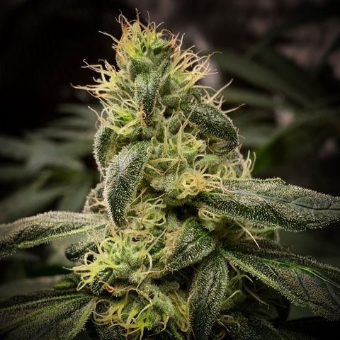 White Window growlog timeline photo