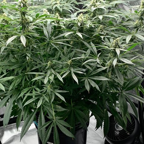 White Window growlog timeline photo