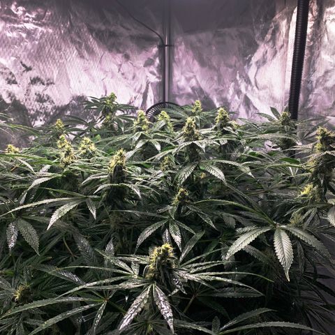 White Window growlog timeline photo