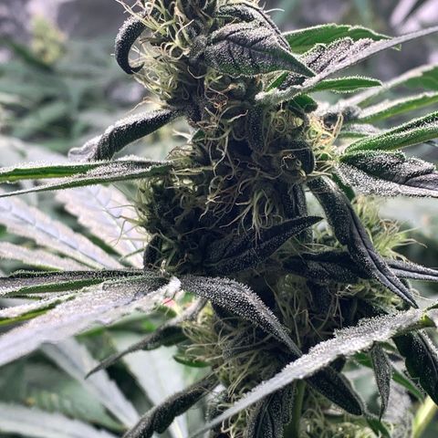 White Window growlog timeline photo