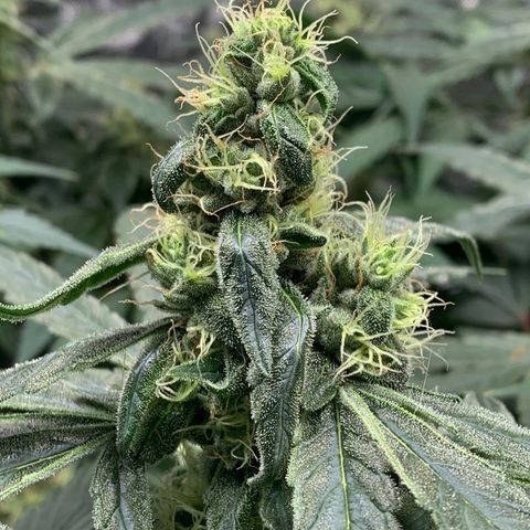 White Window growlog timeline photo