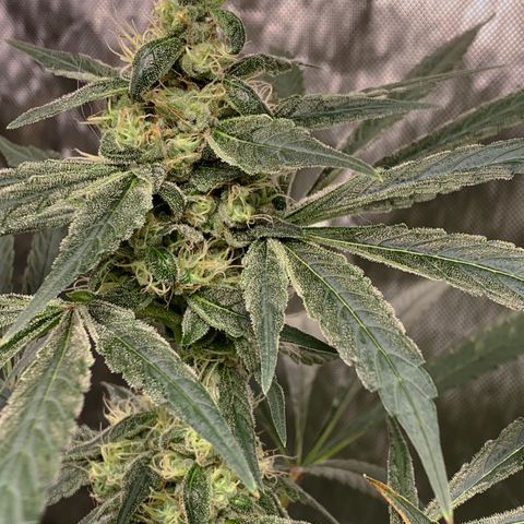White Window growlog timeline photo