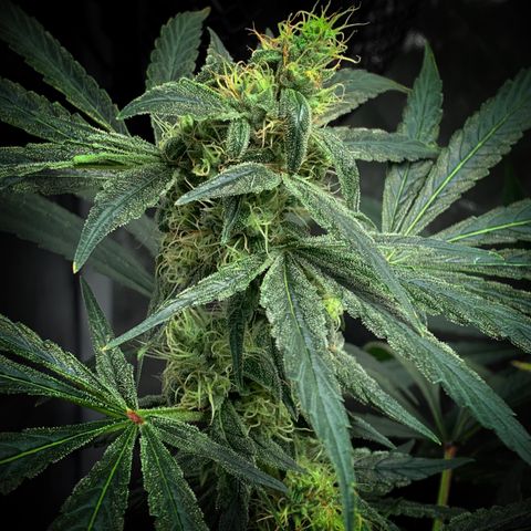White Window growlog timeline photo
