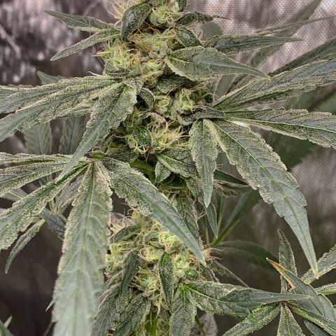 White Window growlog timeline photo