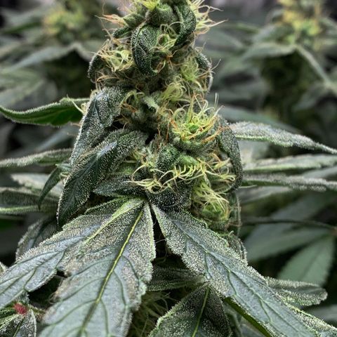 White Window growlog timeline photo